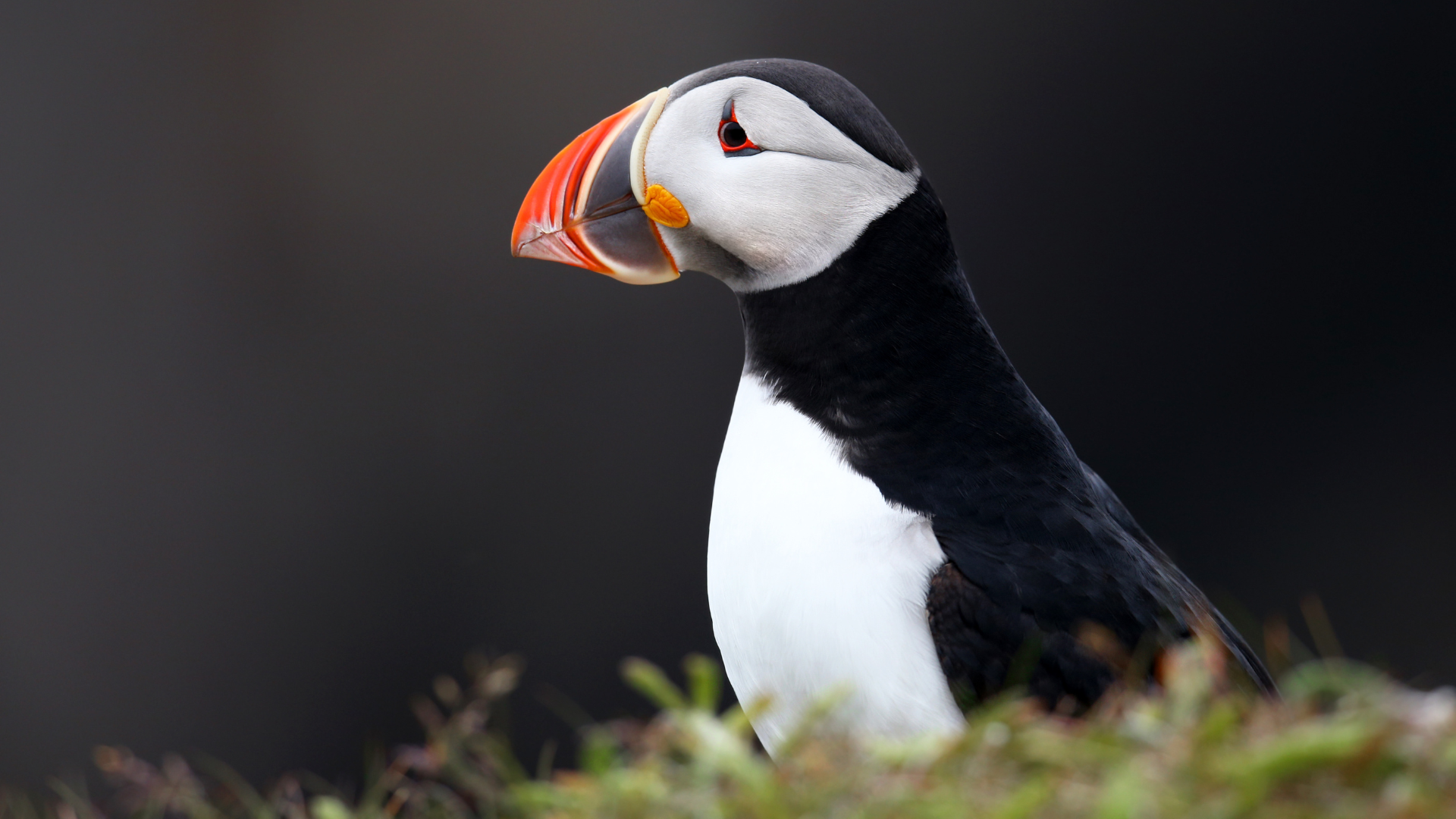 RÉGION PROVINCES ATLANTIQUES -Puffin