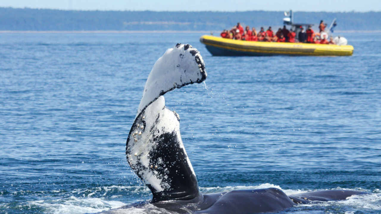 RÉGION QUÉBEC - Baleines